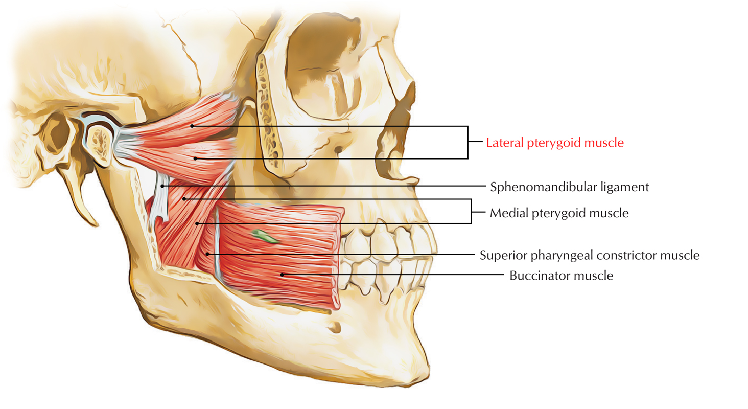 pterygoid-process-featured.jpg