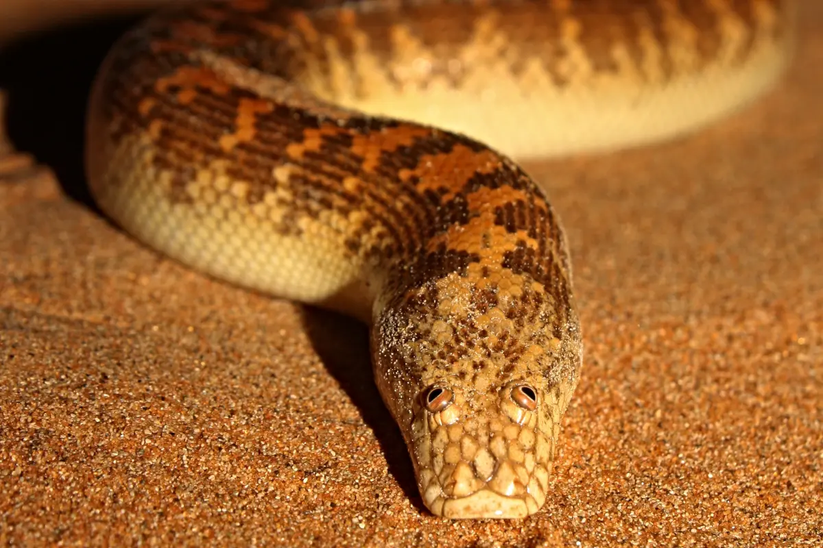 arabian-sand-boa.jpg