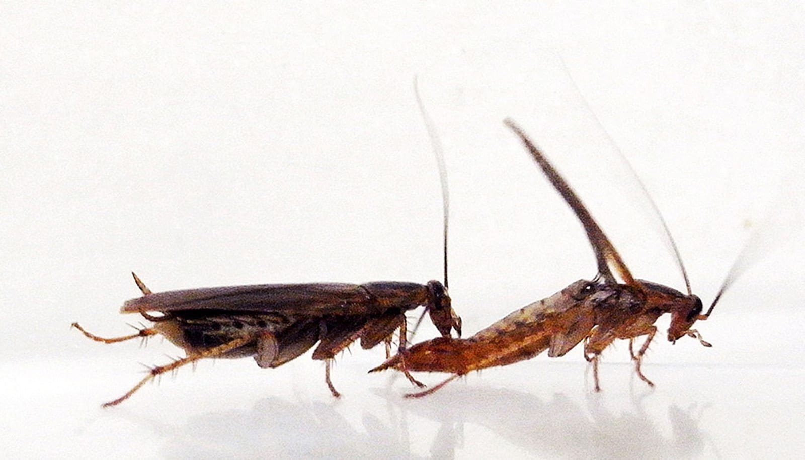 can-cockroaches-live-in-your-penis.jpg