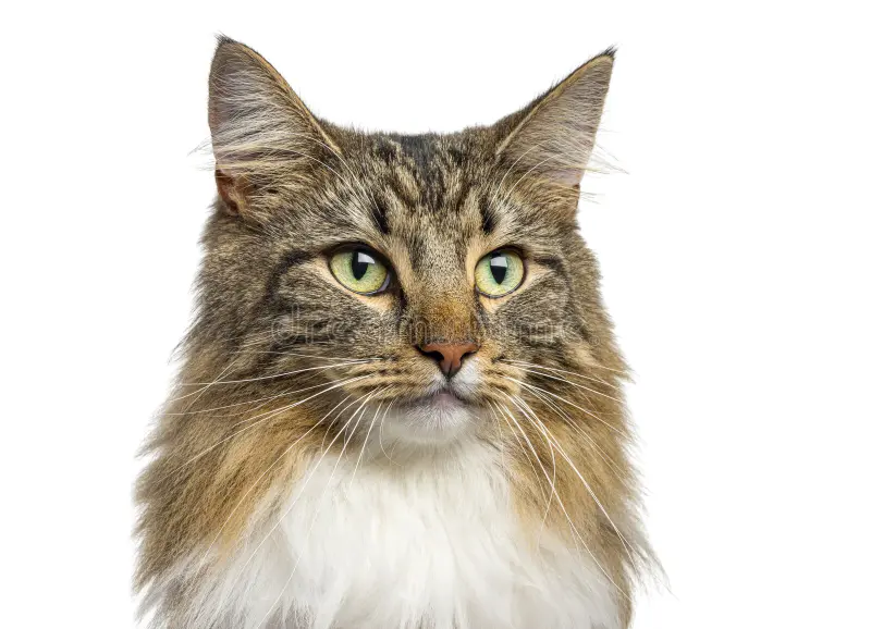 pictures-of-pussycat-featured.jpg